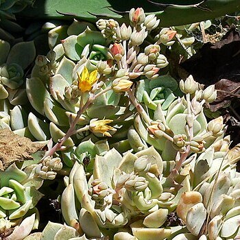 Echeveria multicaulis unspecified picture