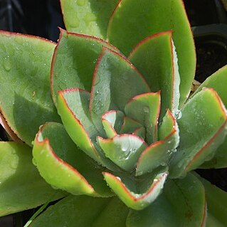 Echeveria subrigida unspecified picture