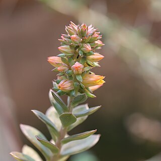 Echeveria rosea unspecified picture