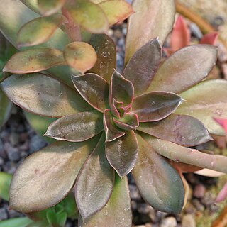 Echeveria rosea unspecified picture