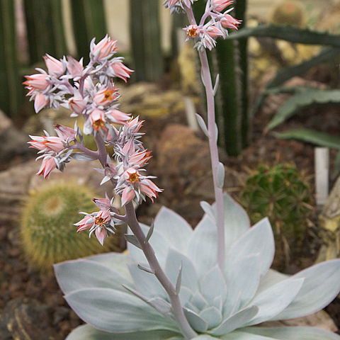 Echeveria cante unspecified picture