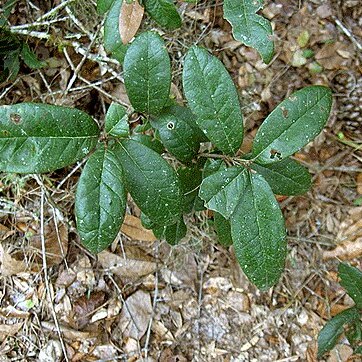 Quercus minima unspecified picture