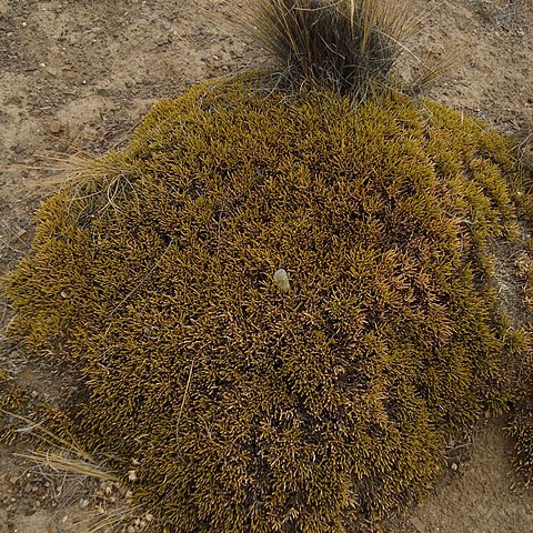 Ephedra frustillata unspecified picture