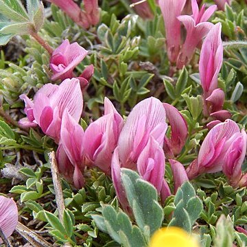 Trifolium nanum unspecified picture