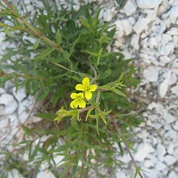 Diplotaxis cretacea unspecified picture