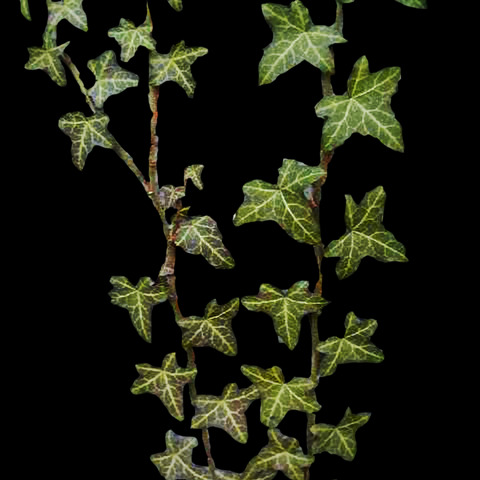 Hedera unspecified picture