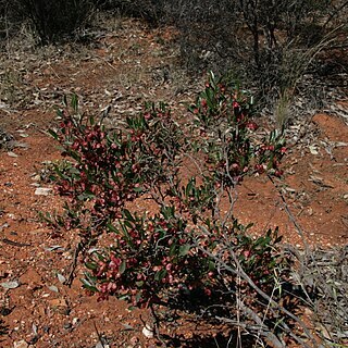 Dodonaea lobulata unspecified picture