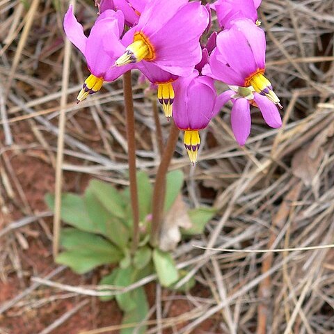 Primula pauciflora unspecified picture