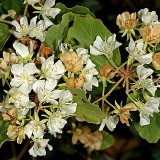 Dombeya autumnalis unspecified picture