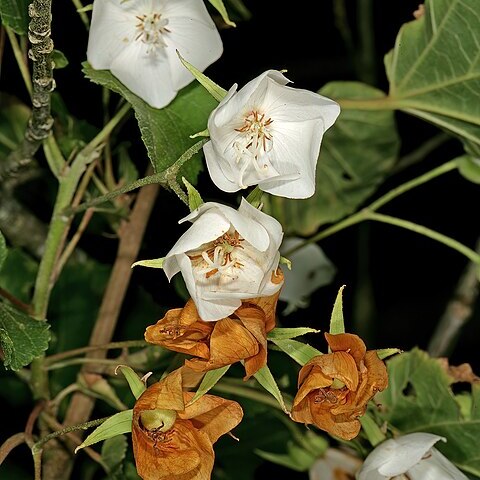 Dombeya tiliacea unspecified picture