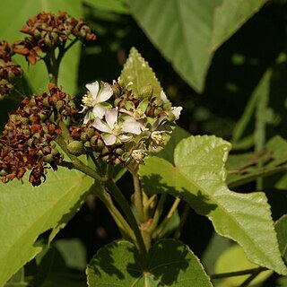 Dombeya mauritiana unspecified picture