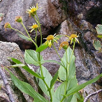 Doronicum corsicum unspecified picture