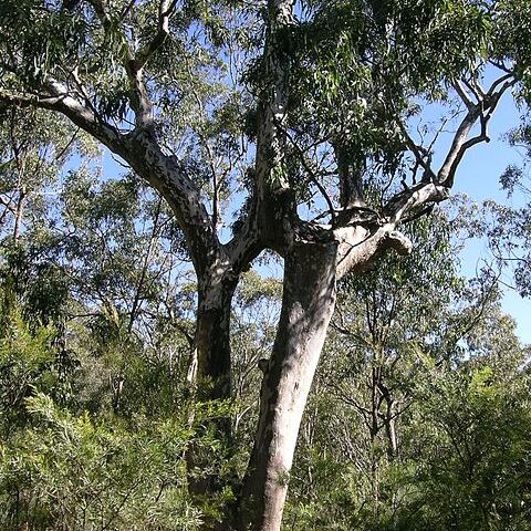 Eucalyptus michaeliana unspecified picture