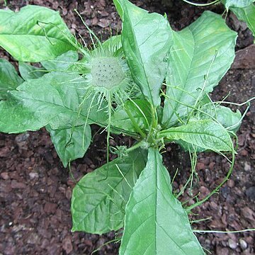 Dorstenia yambuyaensis unspecified picture