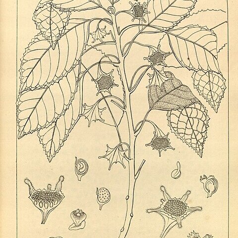 Dorstenia indica unspecified picture