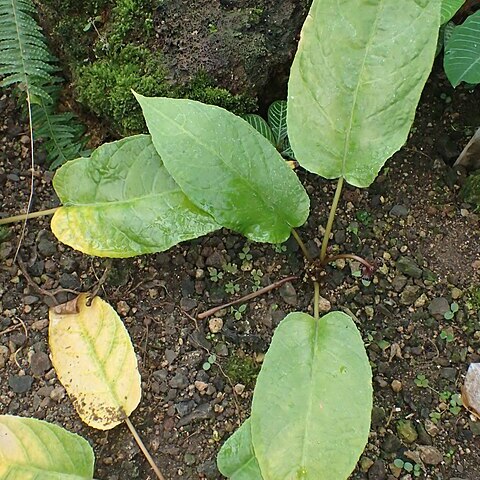 Dorstenia bahiensis unspecified picture