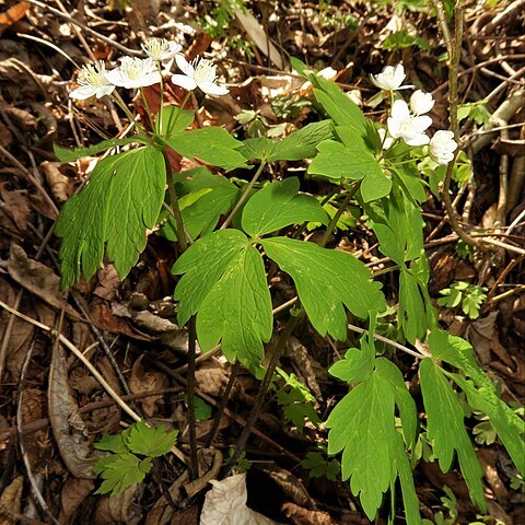 Enemion raddeanum unspecified picture