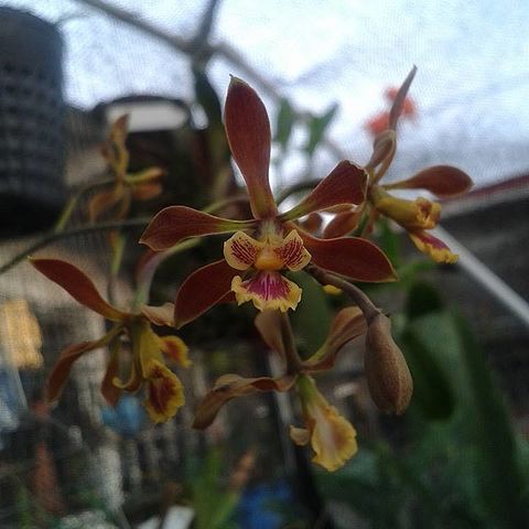 Encyclia diota unspecified picture