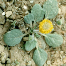 Encelia nutans unspecified picture