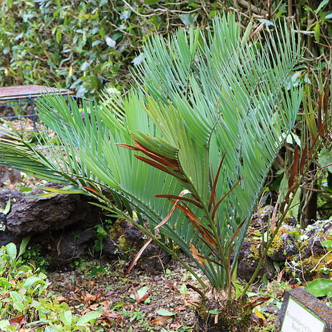 Encephalartos hirsutus unspecified picture