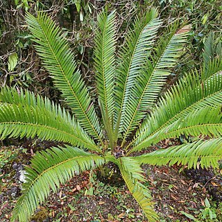 Encephalartos equatorialis unspecified picture