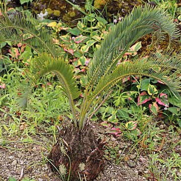 Encephalartos laevifolius unspecified picture