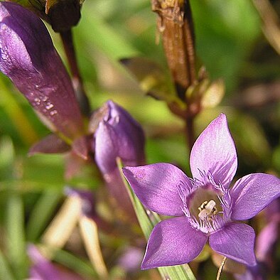 Gentianella unspecified picture