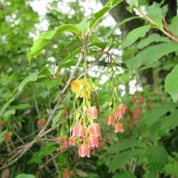 Enkianthus sikokianus unspecified picture