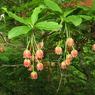 Enkianthus cernuus f. rubens unspecified picture