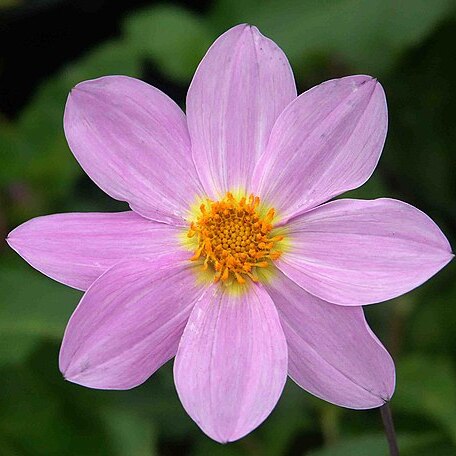 Dahlia sorensenii unspecified picture