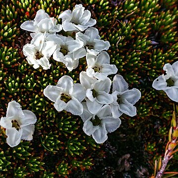 Dracophyllum minimum unspecified picture