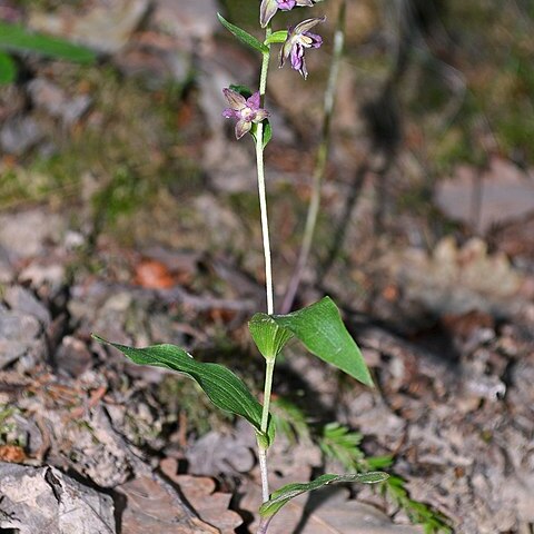 Epipactis placentina unspecified picture