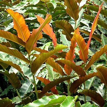 Etlingera fulgens unspecified picture