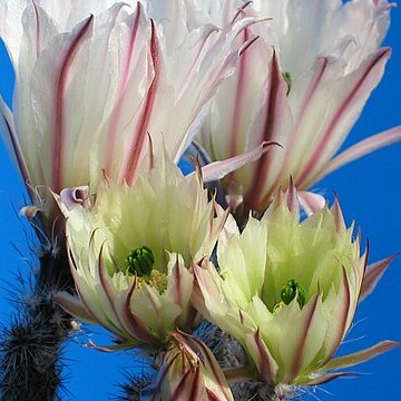 Echinocereus waldeisii unspecified picture