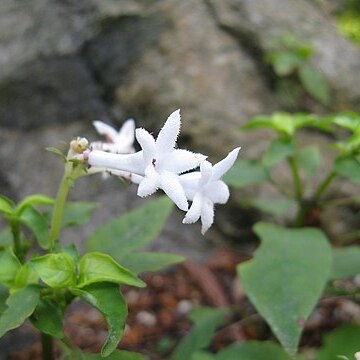 Ophiorrhiza japonica unspecified picture