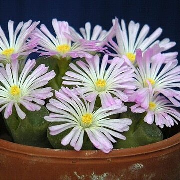 Conophytum longum unspecified picture