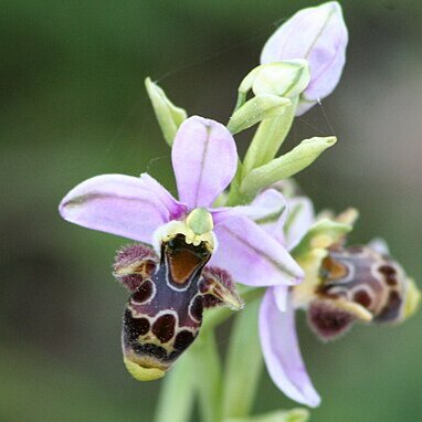 Ophrys scolopax subsp. apiformis unspecified picture