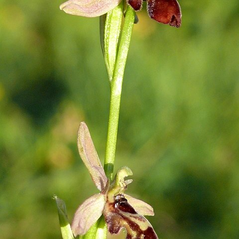 Ophrys x pietzschii unspecified picture