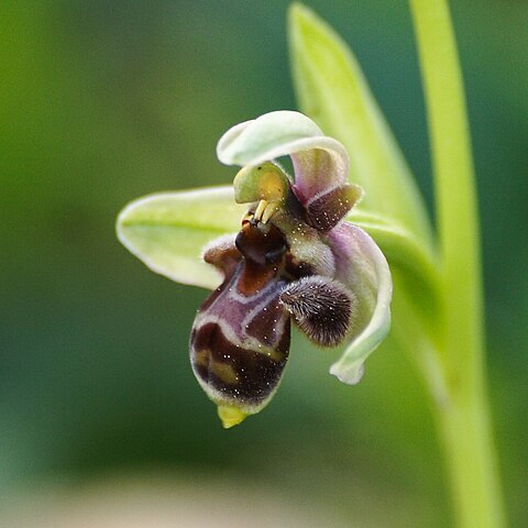 Ophrys olbiensis unspecified picture