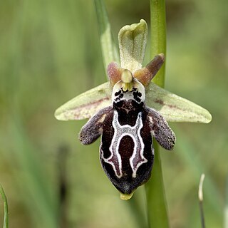 Ophrys cretica unspecified picture