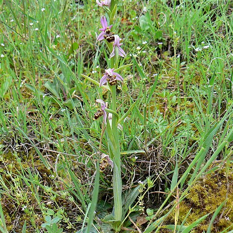 Ophrys vetula unspecified picture