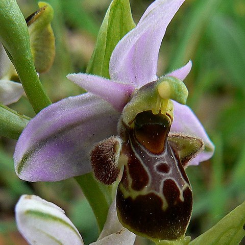 Ophrys vetula unspecified picture