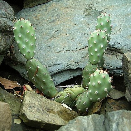 Opuntia pinkavae unspecified picture