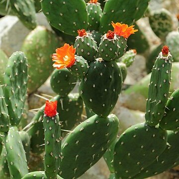 Opuntia quitensis unspecified picture