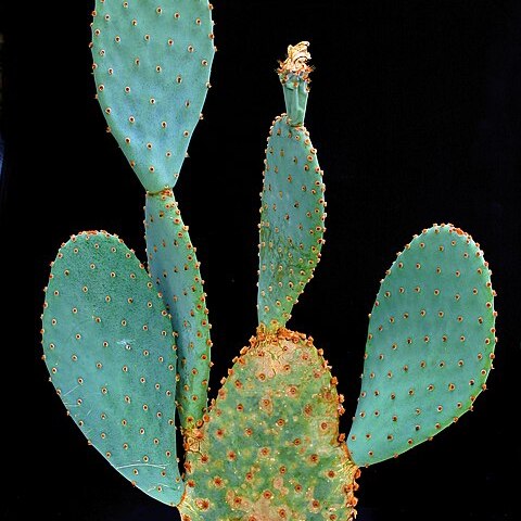 Opuntia azurea unspecified picture