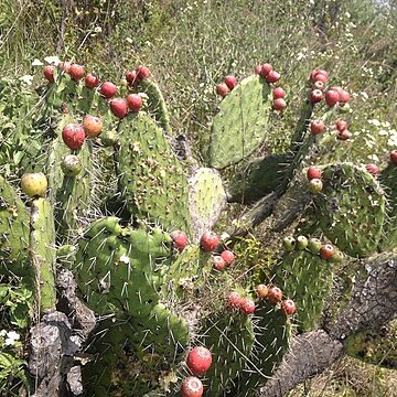 Opuntia depressa unspecified picture