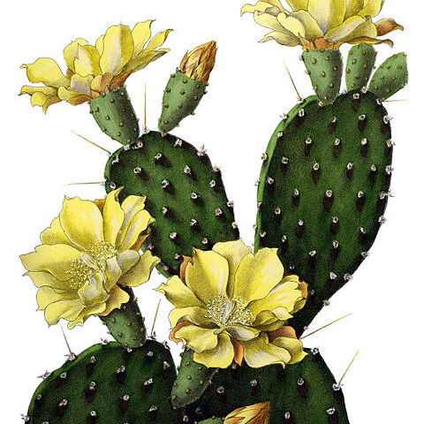 Opuntia decumbens unspecified picture