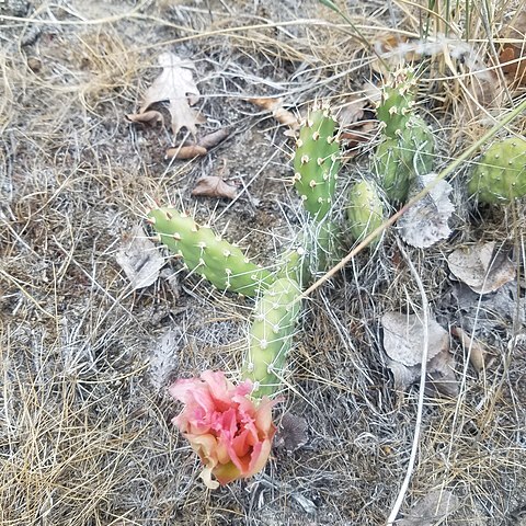 Opuntia x columbiana unspecified picture