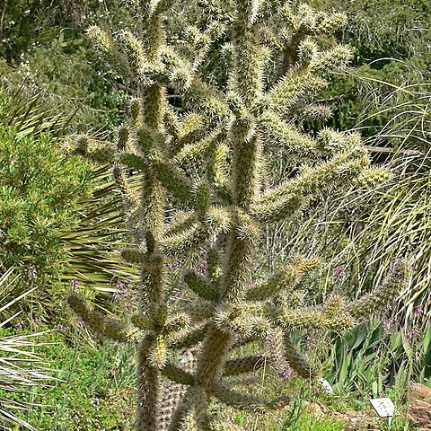 Cylindropuntia munzii unspecified picture