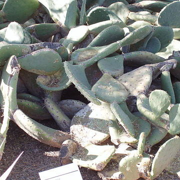 Opuntia rastrera unspecified picture